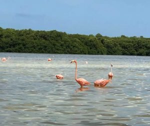 rio-lagartos-turismo-yucatan